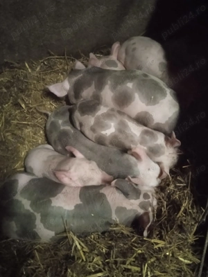 Purcei de vânzare.       !!!! - imagine 3