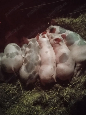 Purcei de vânzare.       !!!! - imagine 2