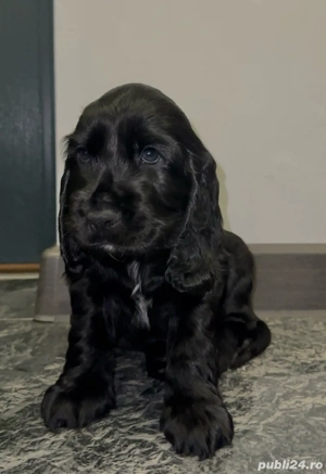 Cocker Spaniel vaccinati, deparazitati, carnet de sanatate  - imagine 4
