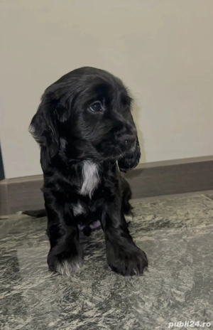 Cocker Spaniel vaccinati, deparazitati, carnet de sanatate  - imagine 3