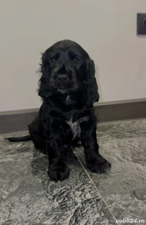 Cocker Spaniel vaccinati, deparazitati, carnet de sanatate  - imagine 5