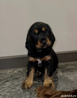 Cocker Spaniel vaccinati, deparazitati, carnet de sanatate  - imagine 2