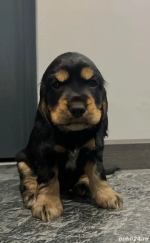 Cocker Spaniel vaccinati, deparazitati, carnet de sanatate 