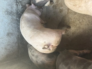 Porci,rasă de carne - imagine 4