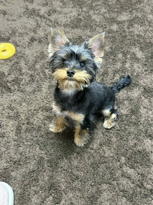 Yorksire terrier mini toy