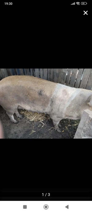 Scroafă mare de tăiat, Sat Rași!