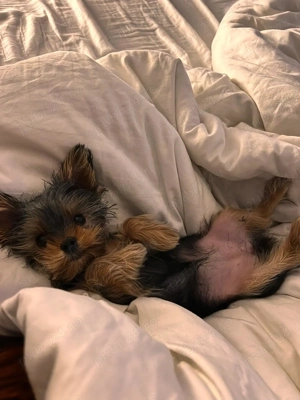 Yorksire terrier mini toy - imagine 2