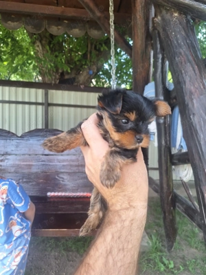 Yorksire terrier mini toy - imagine 3