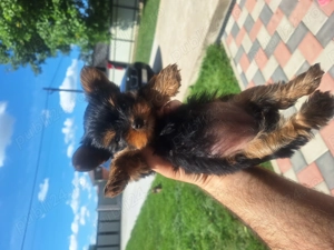Yorksire terrier mini toy - imagine 5