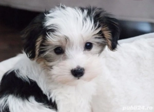 Bichon mini toy  - imagine 3
