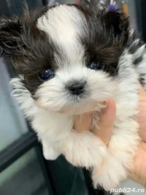 Bichon mini toy  - imagine 4