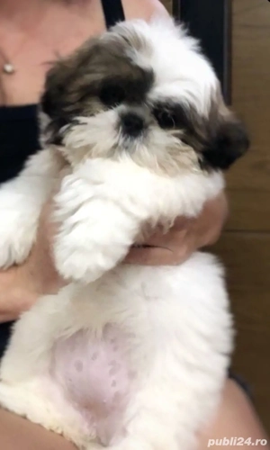 Bichon mini toy  - imagine 5