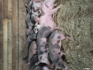 vand purcei  - imagine 5