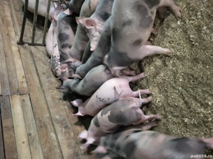 vand purcei  - imagine 4