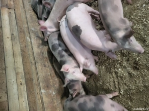 vand purcei  - imagine 2