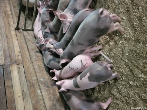 vand purcei  - imagine 3