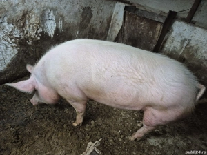 vand porc de carne - imagine 2