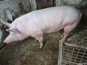 vand porc de carne - imagine 3