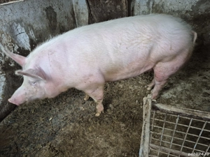 vand porc de carne - imagine 4