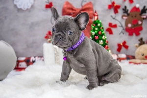 Bulldog Francez - blue cu ochii albastrii - posibilitate transport - buldog francez  - imagine 2