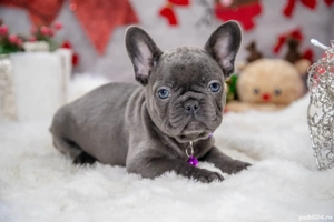 Bulldog Francez - blue cu ochii albastrii - posibilitate transport - buldog francez  - imagine 5