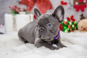 Bulldog Francez - blue cu ochii albastrii - posibilitate transport - buldog francez  - imagine 3