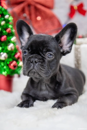 Bulldog Francez - Negru lac! (nu este tigrat!) - posibilitate transport - buldog francez  - imagine 5