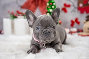 Bulldog Francez - blue cu ochii albastrii - posibilitate transport - buldog francez  - imagine 2