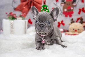 Bulldog Francez - blue cu ochii albastrii - posibilitate transport - buldog francez  - imagine 4