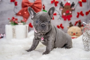 Bulldog Francez - blue cu ochii albastrii - posibilitate transport - buldog francez  - imagine 3