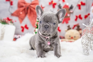 Bulldog Francez - blue cu ochii albastrii - posibilitate transport - buldog francez  - imagine 5