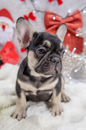 Bulldog Francez - black & tan - posibilitate transport - buldog francez  - imagine 3