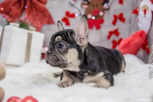 Bulldog Francez - black & tan - posibilitate transport - buldog francez  - imagine 2