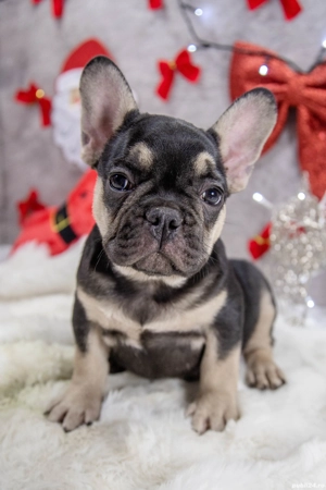 Bulldog Francez - black & tan - posibilitate transport - buldog francez  - imagine 4