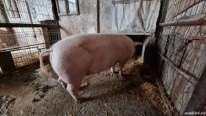 Porc de vanzare - imagine 3