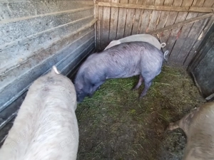 Porci Duroc x Pietrain 150-160 viu sau carcasa - imagine 2