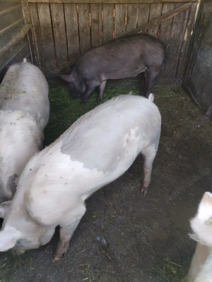 Porci Duroc x Pietrain 150-160 viu sau carcasa - imagine 3