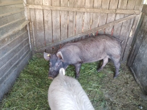 Porci Duroc x Pietrain 180-200 viu sau carcasa - imagine 4