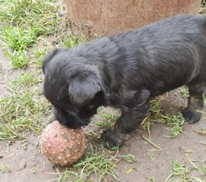 Vând Pui Schnauzer pitic - imagine 4