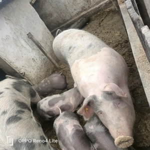 Vând porci, rasa pietrean, 200kg  buc , crescuți cu cereale si lucerna, preț negociabil  - imagine 3
