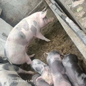 Vând porci, rasa pietrean, 200kg  buc , crescuți cu cereale si lucerna, preț negociabil  - imagine 5