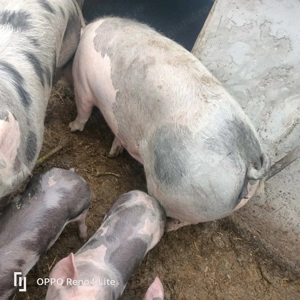 Vând porci, rasa pietrean, 200kg  buc , crescuți cu cereale si lucerna, preț negociabil  - imagine 4