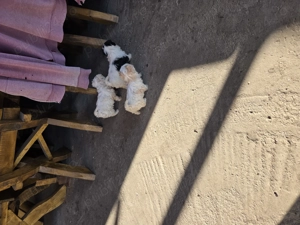 Bichon pui o pereche disponibila - imagine 2