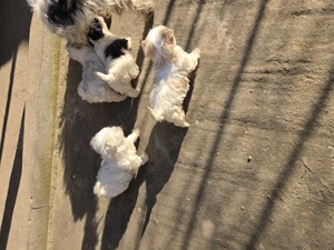 Bichon pui o pereche disponibila - imagine 3