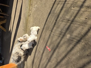 Bichon pui o pereche disponibila - imagine 4