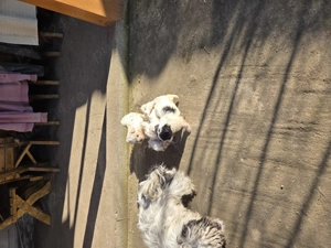 Bichon pui o pereche disponibila - imagine 5