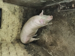 Porc de vânzare........ - imagine 2