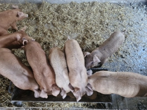 Purcei rasa Duroc de 9 saptamani  - imagine 2