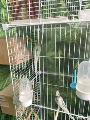 Vand Papagali Perusi - imagine 2