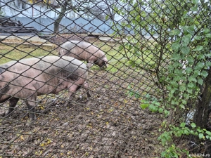 vand porc hranit cu graunte - imagine 2